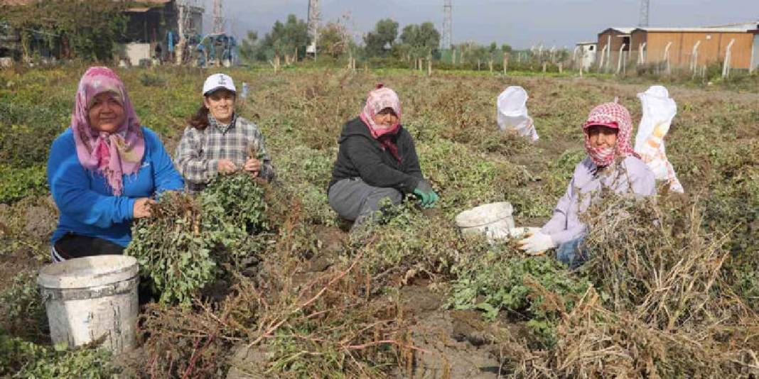 Kuraklık rekolteyi yarı yarıya düşürdü! Hasat yine de umutla başladı: Tarlada 60, markette 120 TL’ye satılıyor 3